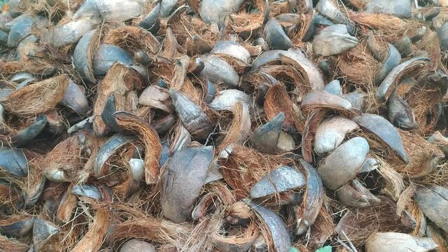 Heap of agricultural waste of husked coconut shells and fibers removed from coconut fruits stacked together for recycling it to make coir and for burning purpose. horizontal closeup top view.