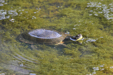 Blanding's Turtle