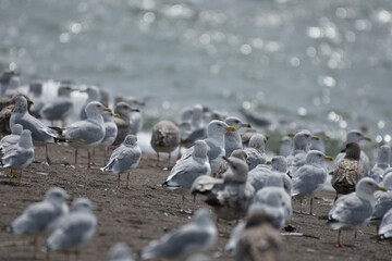 Gulls on beach