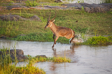 A series of photos depicting a male Waterbuck (Kobus, ellipsiprymnus) Crossing the Olifants River in Kruger National Park, South  Africa.