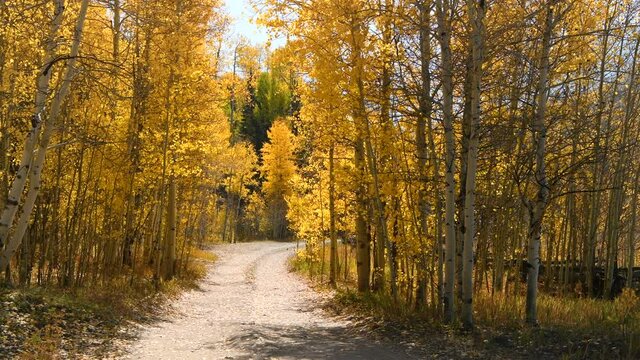 Autumn Country Road - A backcountry road winding in a golden aspen grove at base of rugged Sneffels Range on a sunny Autumn day. Uncompahgre National Forest, Ridgway-Telluride, Colorado, USA.
