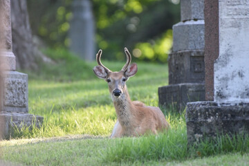 Deer Stag in Graveyard