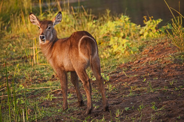 A single young Waterbuck (Kobus ellisiprymnus) photographed in the Olifants River bed, Kruger National Park. South Africa.