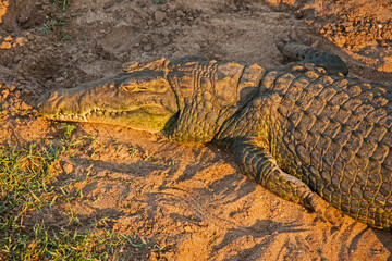 A Nile Crocodile (Crocodylus niloticus) basking in the sun on a riverbed in the Kruger National Park. South Africa.