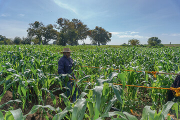 farmer is harvesting corn in mexico