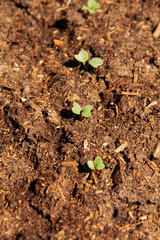 fresh green young shoots of the radish plant in the soil chernozem