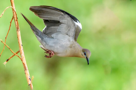 White-winged Dove in Flight 