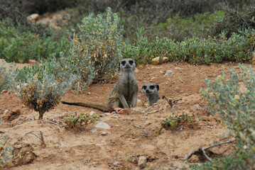 Africa- Close Up of Two Cute Wild Meerkats Looking at the Camera From Their Burrow