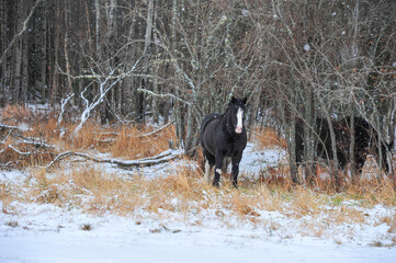 Black and white Clydesdale horse hiding in the forest after snow storm