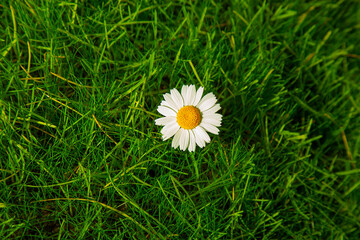 A flower on the grass of the lawn with white chamomile petals. Summer copy space