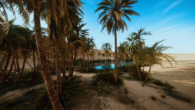 oasis with palm trees in desert