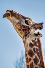Vertical shot of a giraffe neck and head with blue sky in the background