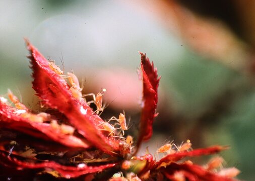 Pesty Aphids on New Rose Flowers