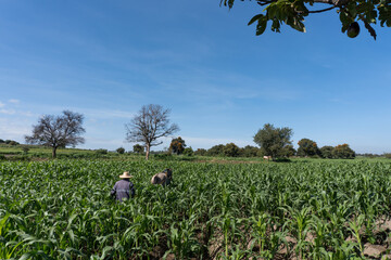 Farmer with horse ploughing corn field