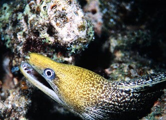 Green Moray Eel in a Rock Crevice with Large Teeth