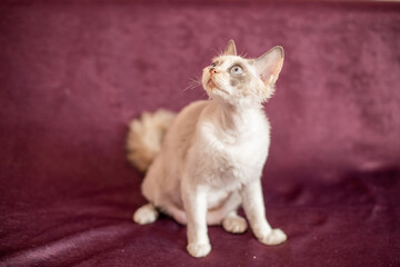short-haired white cat with beige spots on a burgundy background