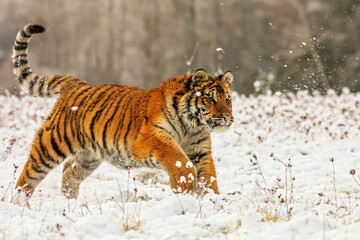 Fototapeta premium male young Siberian tiger (Panthera tigris tigris) running across the snowy landscape