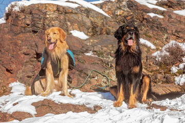 male black and gold Hovie, two canine friends sitting on a rock dusted with snow