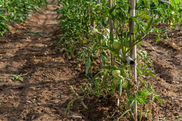 Close-up of some tomatoes ripening in an organic garden.