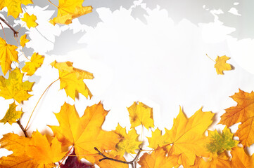 Naklejka na ściany i meble autumn yellow maple fall leaves and shadows background