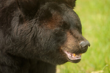 male American black bear (Ursus americanus) close up