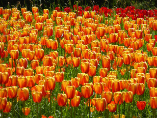 Orange-Rotes Tulpenfeld