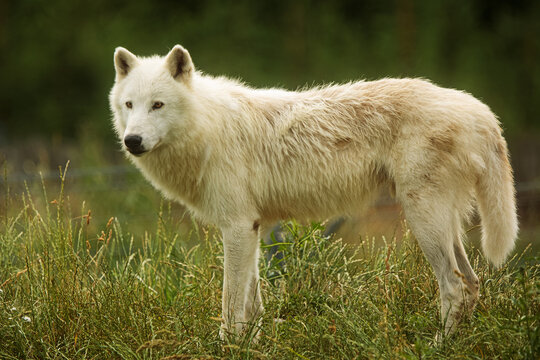 male Arctic wolf (Canis lupus arctos) standing cautiously on the hill and looking around