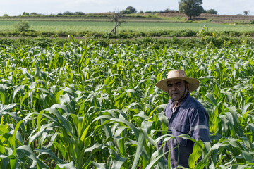 man standing in a shirt and looking at camera at corn field in sunny day