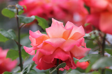 Pinke Rose aus einem deutschen Vorgarten