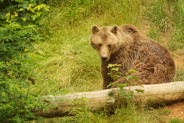 Obraz premium male brown bear (Ursus arctos) caught on camera in the woods