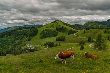 Fototapeta na wymiar Red cow lying in big Austria mountains on green fresh meadow