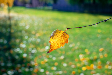 Close-up only one small yellow autumn birch leaf hangs on a twig and is illuminated by the bright...