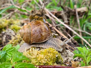 snail on a leaf