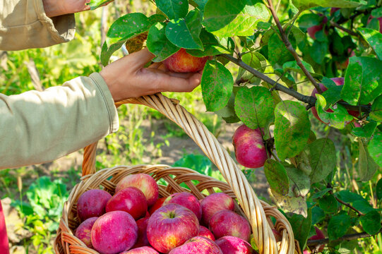 A female hand puts fresh picked apples from the apple tree into a wicker basket. Harvest of red juicy apples in late summer