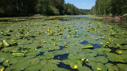 water lilies in the river