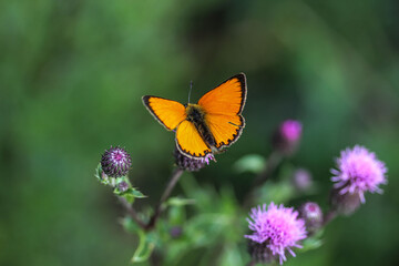 Gelber Falter auf Blüten © NikT