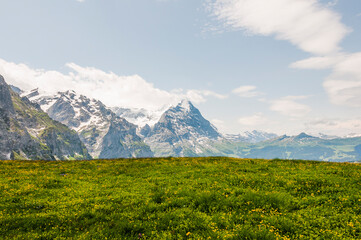 Grindelwald, Eiger, Eigernordwand, Schreckhorn, Kleine Scheidegg, First, Bergwiese, Bergblumen, Bergkräuter, Wanderweg, Berner Oberland, Alpen, Sommer, Schweiz