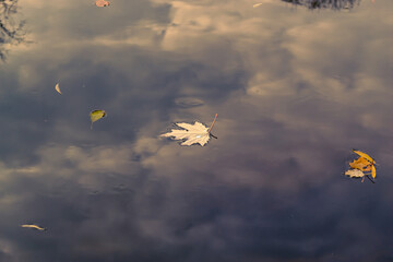 Close-up of a dead leaf on a river. Clouds reflecting on the surface of a river