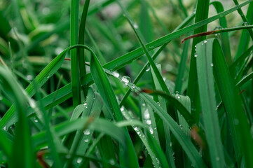 Close-up of morning dew on the green grass in the morning