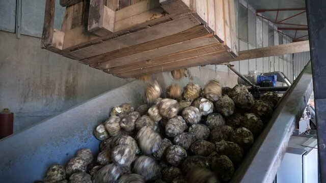Many celery roots falling on a conveyor and moving on it in agricultural plant