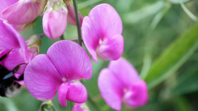 Bumblebee on flowers of Lathyrus odomtus