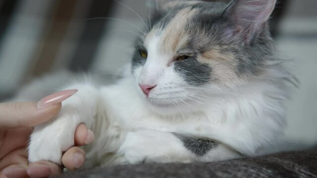 Lovely cat paw. A view of a teen hand touch a cat paw on the sofa.