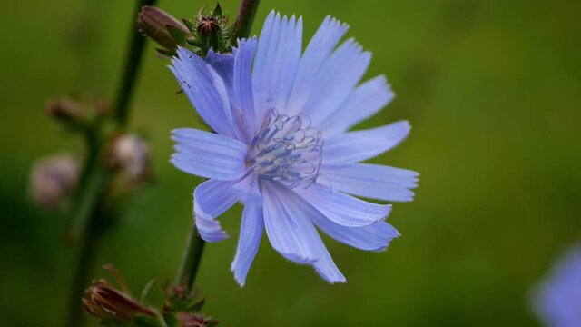 Common chicory ( lat. Cichorium intybus ) in natural background