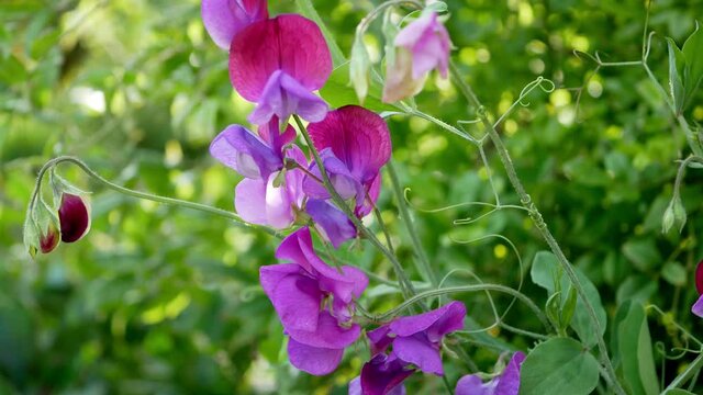 Flowers Lathyrus odoratus in garden. Peasblossom in summer time/