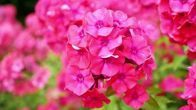Phlox paniculata is a beautiful perennial plant in the garden in the summer.