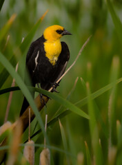 Yellow Headed Blackbird