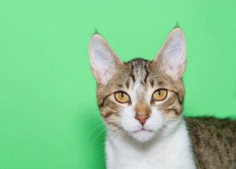Portrait of a white, tan and grey tabby kitten looking directly at viewer. Green background with copy space.