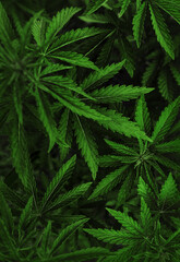Naklejka na ściany i meble marijuana background. bush cannabis.