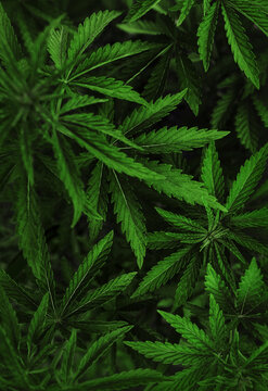  marijuana  background. bush cannabis.