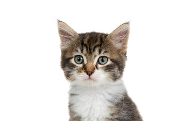 Close up portrait of an adorable tabby kitten looking at viewer. Isolated on white.